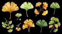 Ginkgo biloba leaves and flowers in watercolor style, isolated on transparent background. Ready for t-shirt design, clipart, stickers, sublimation, print-on-demand products and digital crafts.