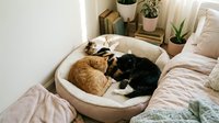 Cozy bedroom scene with three cats sleeping peacefully in round pet bed near window with houseplants and natural light creating warm domestic atmosphere.