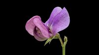 Purple sweet pea flower isolated on transparent background, ready for stickers, t-shirt design, print on demand, sublimation, and clipart projects.