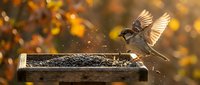 Small sparrow bird landing on wooden feeder filled with seeds during golden autumn morning with warm bokeh background and flying water droplets.