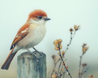Rustic woodland sparrow with orange head perched on wooden post against soft blurred background of dried wildflowers and pale sky.
