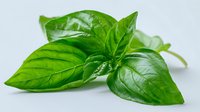 Fresh green basil leaves with detailed texture and water drops on white background, aromatic culinary herb isolated for cooking and food design projects.