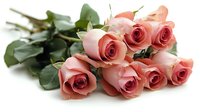 Delicate pink roses bouquet with green leaves lying on white background, soft focus on petals creates romantic mood. Fresh cut flowers for special occasions.
