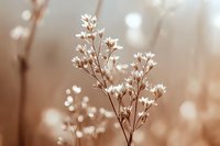 Delicate white wildflowers against soft sepia background with dreamy bokeh effect, creating romantic and ethereal natural composition for wedding stationery.