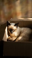 Siamese cat relaxing in cardboard box with warm sunlight streaming through window creating cozy atmosphere for pet comfort and feline behavior concepts.