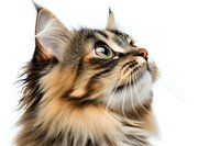 Close up portrait of long-haired Maine Coon cat with green eyes and tabby markings looking up against white background, isolated profile view for pet industry.