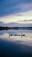 Swan family with cygnets swimming peacefully on calm lake at sunset with purple pink sky reflections creating serene nature scene for relaxation content.