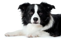 Border Collie dog with black and white fur lying down on white background, close up portrait showing distinctive facial markings and alert expression.