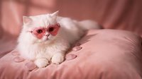 Adorable white Persian kitten wearing tiny heart-shaped sunglasses lying on soft pink bedding in cozy bedroom setting for Valentine's Day celebration.