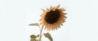 Wilted sunflower with drooping petals and dried stem isolated on white background, suitable for botanical illustrations, design projects, and educational materials.