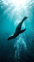 Sea lion swimming underwater with sunlight rays penetrating turquoise water creating dramatic lighting effects with air bubbles and small fish around.