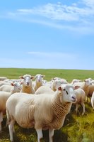 Flock of white sheep grazing on green meadow under blue summer sky. Close up view of woolly domestic animals on pasture with focus on curious faces.