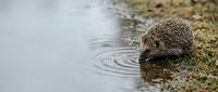 Small hedgehog drinking water from pond edge creating ripples in natural wildlife habitat scene for nature photography and animal behavior studies.