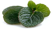 Fresh mint leaves with textured surface and prominent veins on white background, aromatic herb used in cooking, beverages, and natural remedies.