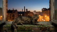 Tabby cat resting on urban rooftop ledge at dusk with illuminated cityscape and buildings in background for editorial and lifestyle content.