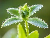 Fresh green plant leaf covered in morning dew drops creating natural crystal-like formations against blurred background, macro nature photography.