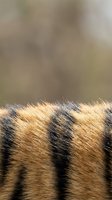 Close-up macro shot of golden brown animal fur with black stripes showing detailed texture and natural patterns with soft blurred background.
