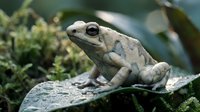 Small brown and gray frog sitting on moss-covered rock in natural forest habitat. Wildlife amphibian in outdoor environment for nature and biology projects.