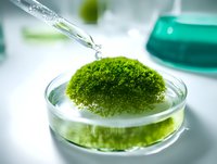 Laboratory research with green moss sample in petri dish and pipette for botanical science experiment and environmental biology study.