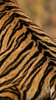 Close-up of tiger fur showing distinctive black stripes on golden-orange coat. Detailed texture of animal fur for wildlife, nature, and zoology projects.