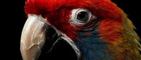 Vibrant red and blue macaw parrot head in extreme close-up showing detailed feathers and curved beak against black background for wildlife photography.