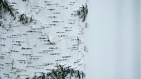 White birch bark texture with natural horizontal lines and peeling layers creating organic pattern for rustic design projects and nature backgrounds.