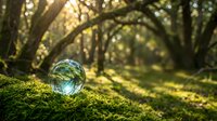 Crystal ball resting on moss in enchanted forest with golden sunlight filtering through trees creating magical atmosphere for meditation and fantasy concepts.