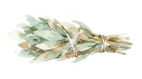 Dried sage bundle tied with twine, isolated on white background, ready for culinary, herbal, and wellness design projects.