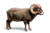 Majestic bighorn sheep ram with curved horns standing in profile view on isolated white background, ready for commercial design and advertising use.