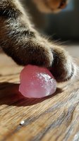 Close-up macro shot of cat paw touching pink ice cube on wooden surface, showing soft fur detail and frozen texture in warm natural lighting.