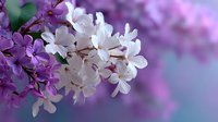 Purple and white lilac flowers blooming on branch with soft blurred background for spring garden decoration and floral design projects.