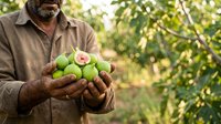 Middle-aged male farmer with dark skin tone holding fresh guavas in hands outdoors. Agricultural harvest concept for farming, produce, and organic fruit cultivation.