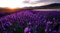 Lavender field at sunset with purple flowers blooming in countryside landscape. Mountain backdrop creates scenic agricultural view for aromatherapy and nature concepts.