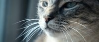 Close-up portrait of domestic tabby cat with striking blue eyes and prominent white whiskers in soft natural lighting for pet care and animal themes.