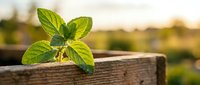 Fresh green mint leaves growing on rustic wooden fence with blurred garden background, suitable for culinary, herbal, and gardening content.