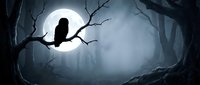 Mysterious owl silhouette perched on bare branch against full moon in dark spooky forest. Halloween night scene with atmospheric fog and twisted trees.