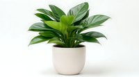 Green Chinese evergreen plant with glossy leaves in modern white ceramic pot against light background, isolated houseplant for interior decoration.
