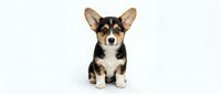 Adorable tricolor Corgi puppy sitting on white background, isolated cute dog with perked ears for pet care designs and animal lover projects.