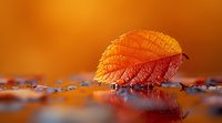 Beautiful autumn leaf with water drops in warm orange sunlight, macro photography with shallow depth of field and reflection on wet surface. Perfect for seasonal design.
