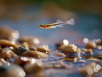 Small freshwater fish swimming above pebbles in shallow water with natural bokeh effect and sunlight reflections creating magical underwater atmosphere.