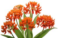 Vibrant orange butterfly milkweed flowers with green leaves isolated on white background, ready for botanical and garden design projects.
