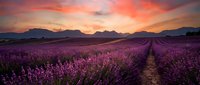 Lavender field at sunset with purple flowers in rows and mountain landscape background. Dramatic orange and pink sky creates romantic agricultural scene.