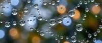 Crystal clear water droplets suspended on spider web with colorful bokeh background creating magical nature scene for wellness and freshness concepts.