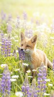 Red fox standing in wildflower meadow with purple lupines and white daisies, surrounded by blooming flowers in natural field setting.