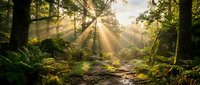 Sunlight streams through dense forest canopy illuminating moss-covered ground and winding stream in lush woodland environment. Use for nature, travel, wellness, and environmental design projects.