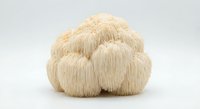 Lion's mane mushroom isolated on white background, medicinal fungi with cascading white spines, natural health supplement ingredient for culinary use.