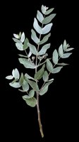 Botanical eucalyptus branch with layered green and blue-toned leaves isolated on transparent background, ready for t-shirt designs, clipart, stickers, and print-on-demand projects.
