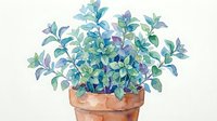 Potted plant with blue-green foliage in terracotta container, isolated on white background, suitable for design projects, home decor concepts, and botanical illustrations.