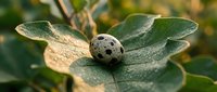 Small speckled quail egg resting on green sage leaves with natural outdoor lighting for organic farm and healthy eating concepts.