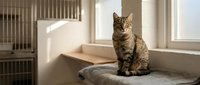 Adorable tabby cat sitting on soft cushion in bright modern interior with natural sunlight streaming through windows creating cozy atmosphere.